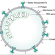 Diagram of coronavirus structure, with spike glycoprotein, other proteins, and RNA genome on the inside